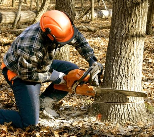 Tree Removal in Rocky Ridge, MD
